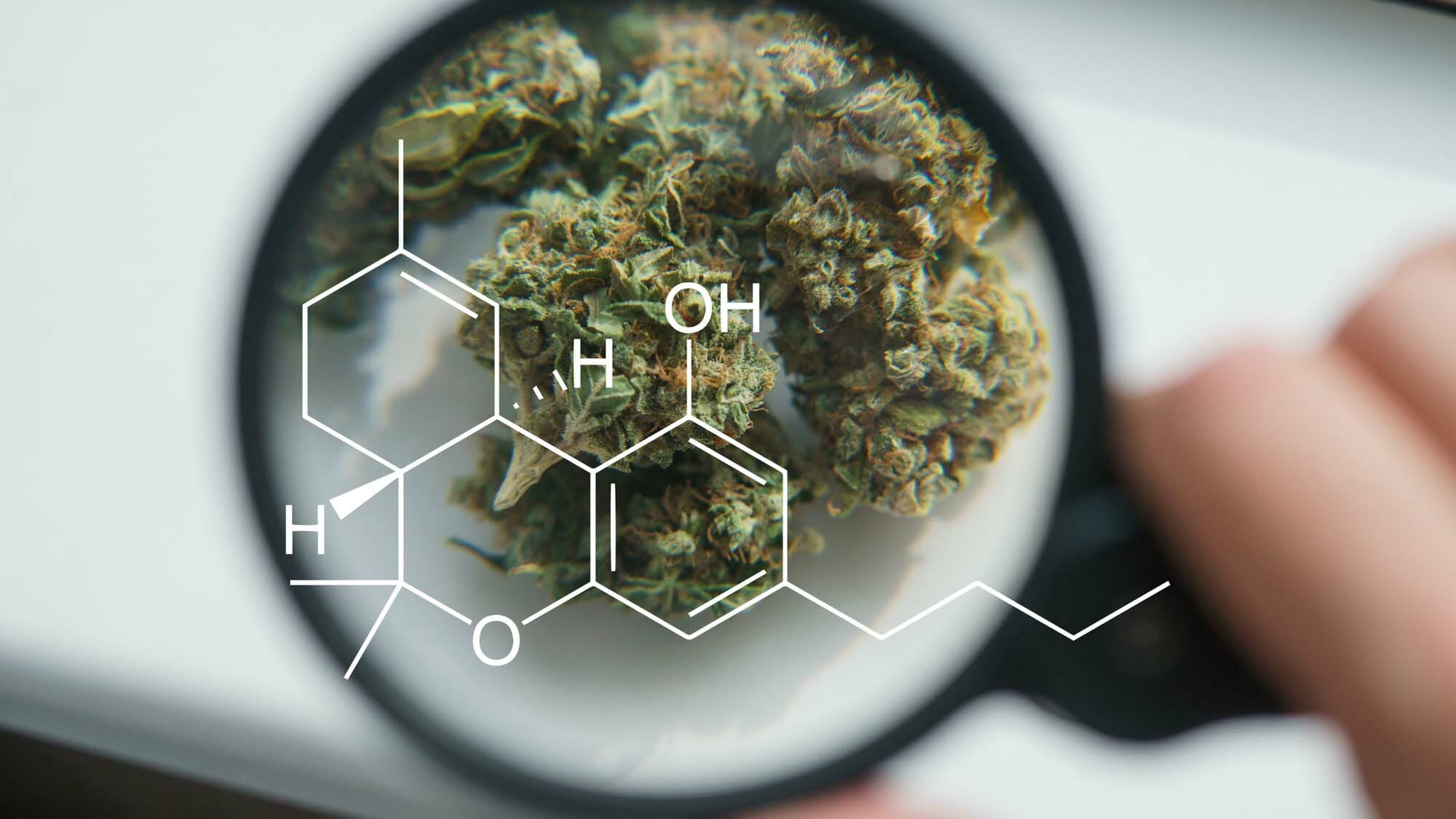Fleur de CBD puissante examinée à la loupe avec formule moléculaire — guide des taux, B30 et B40 Image