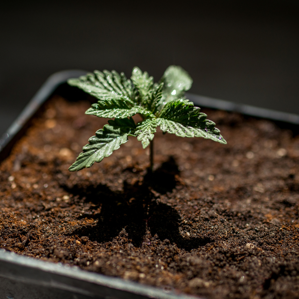 CBD Petit Budget Image