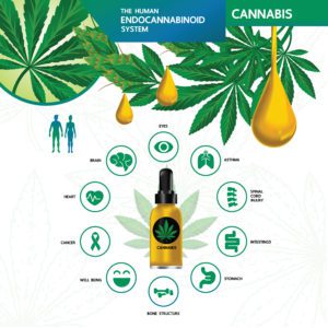 Bienfaits cannabis CBD