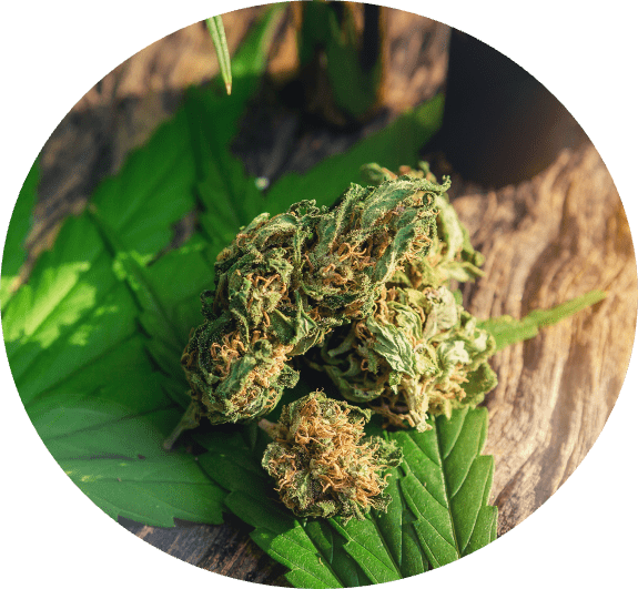 Fleurs de CBD